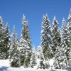 chlaus68