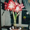 bcs_0008